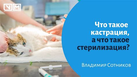 Преимущества кастрации для поведения кобеля