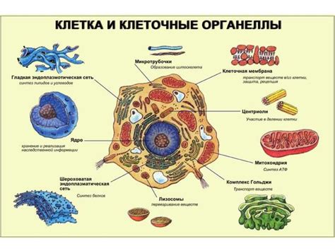 Преимущества клеточной структуры