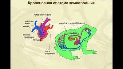 Преимущества кожного дыхания для лягушек