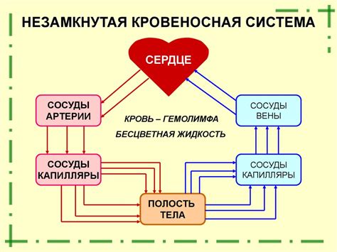 Преимущества незамкнутой кровеносной системы