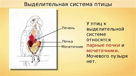 Преимущества отсутствия мочевого пузыря у птиц