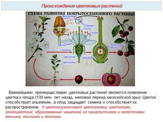 Преимущества полового размножения перед асексуальным