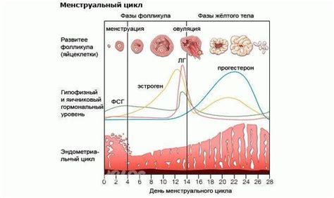 Преимущества правильного определения первого дня цикла