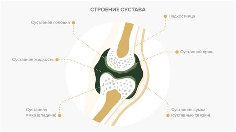 Преимущества приема коллагена при суставных проблемах