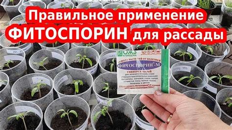 Преимущества смешивания Фитоспорина и корневина