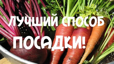 Преимущества сочетания свеклы и моркови