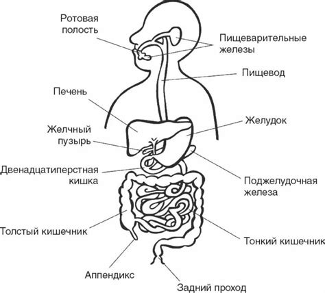 Преимущества увеличения длины пищеварительной системы