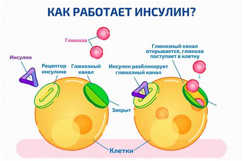 Преимущества употребления лактулозы после приема пищи