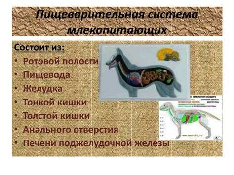 Преимущества эффективной пищеварительной системы у млекопитающих