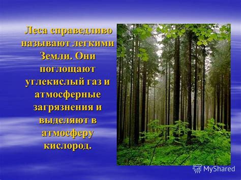 Преобразование сада в атмосферу леса