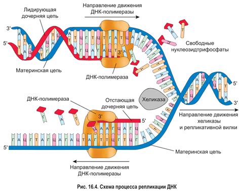 Приборы для определения массы цепи ДНК