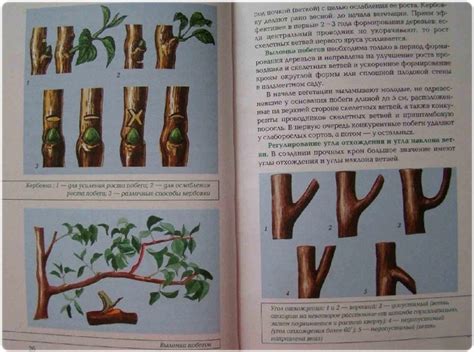 Прививка и обрезка растений