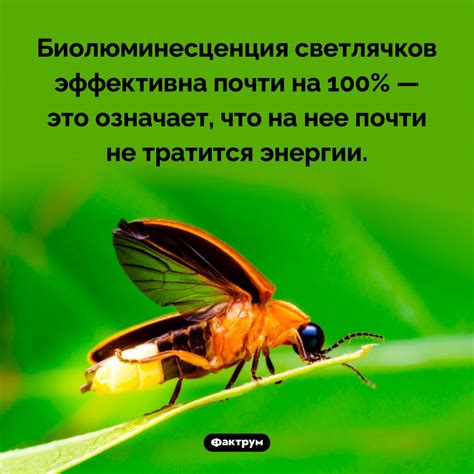 Привлекательность свечения светлячков для других организмов