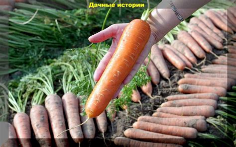 Приготовление моркови для хранения