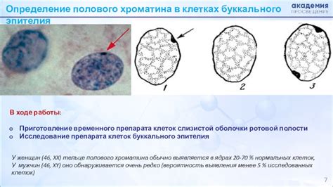 Приготовление оболочки