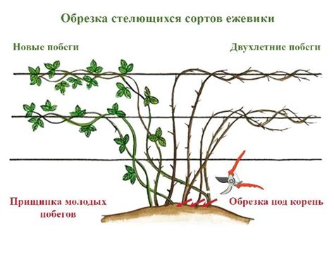 Приемы обрезки ежевики в зимний период