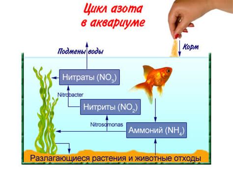 Признаки высокого уровня азота в аквариуме