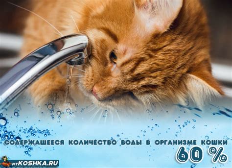 Признаки избытка воды в организме кошки