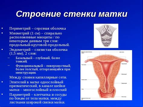 Признаки наличия половых органов