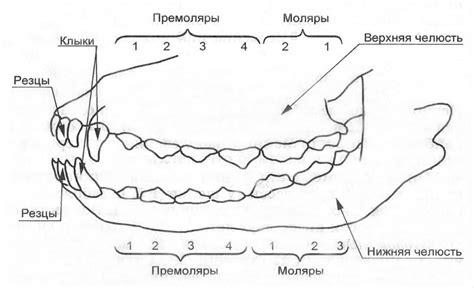 Признаки неправильного питания у собак ношпоей