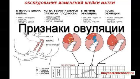 Признаки овуляции, которые можно заметить с помощью градусника