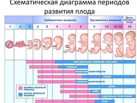 Признак 2: Изменения в росте и развитии плода