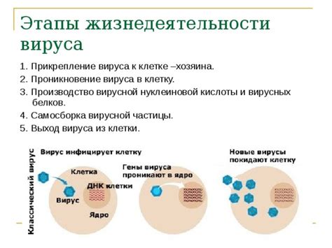 Прикрепление к клеткам и проникновение