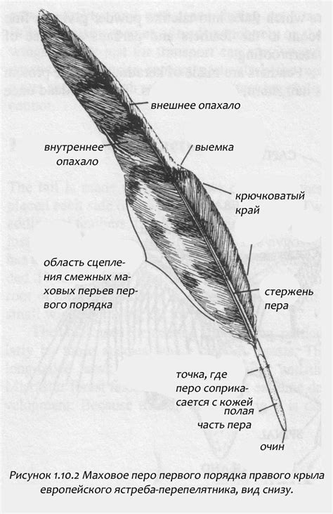 Прикрепление пера и ленты