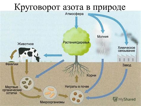 Применение азота и углерода в синтезе органических соединений