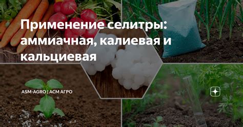 Применение селитры для уничтожения пня