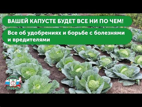 Применение удобрений: подкормка как способ предотвращения пейринга