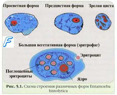 Применение эктоплазмы