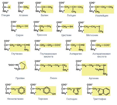Примеры аминокислот