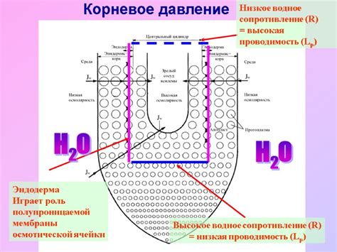 Примеры использования осмотической мембраны