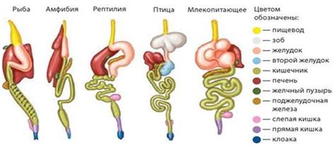 Примеры удлиненных пищеварительных систем у различных видов позвоночных