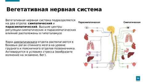 Примитивная нервная система: отсутствие возможности стресса