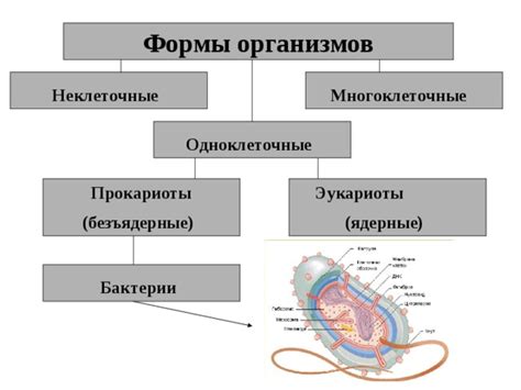 Примитивные спороносители