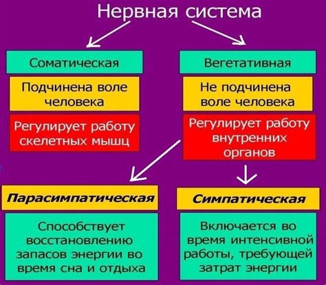 Принципы восстановления вегетативной нервной системы