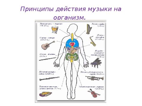 Принципы действия на организм