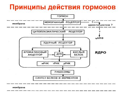 Принципы и механизмы действия комплекта