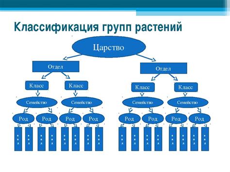 Принципы классификации растений