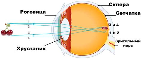 Принципы работы зрения