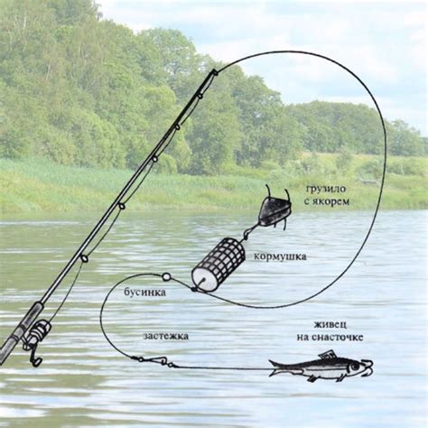 Принципы работы идеальной закидушки для ловли рыбы