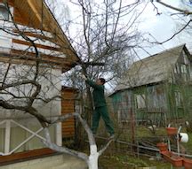 Принципы работы на рынке услуг обрезки деревьев