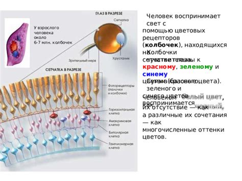 Принципы работы рецепторов глаза флюгеля