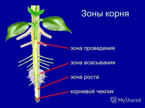 Принцип действия зоны растяжения