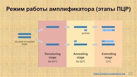 Принцип работы ПЦР амплификатора