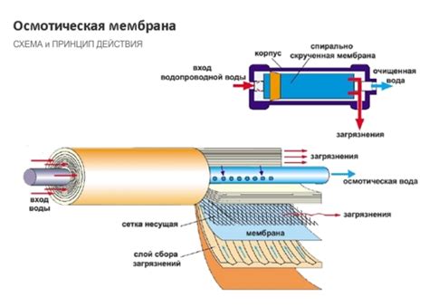 Принцип работы водного фильтра барбус: для чего он нужен и как он действует