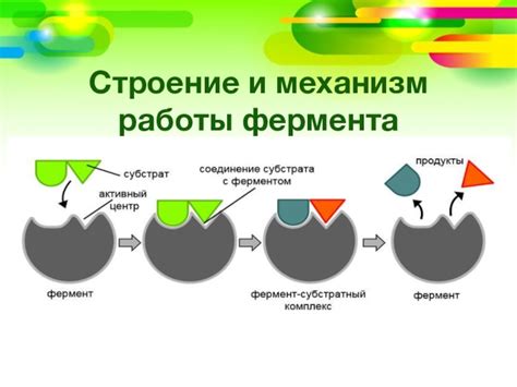 Принцип работы и механизм действия