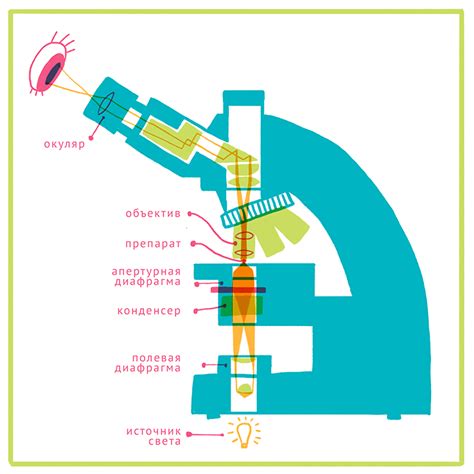 Принцип работы микроскопа